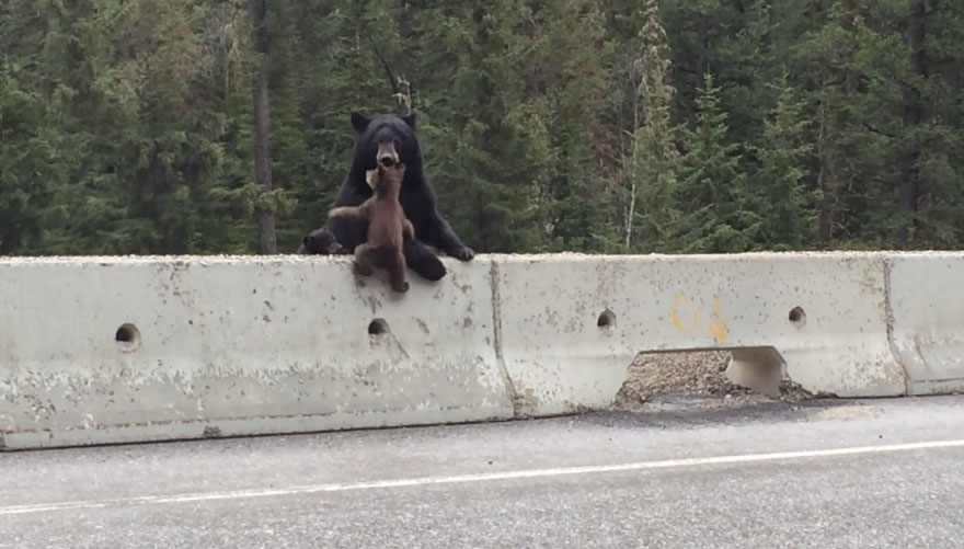 Мама-медведица спасает маленького медвежонка на оживленном шоссе - видео-3