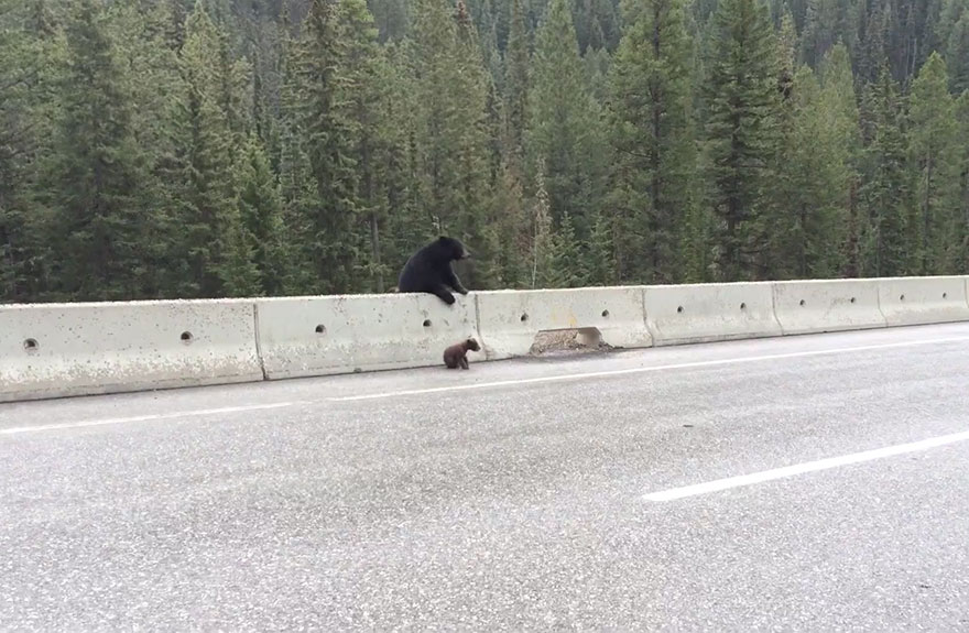 Мама-медведица спасает маленького медвежонка на оживленном шоссе - видео-1