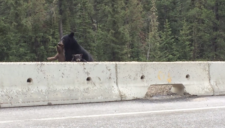 Мама-медведица спасает маленького медвежонка на оживленном шоссе - видео-4