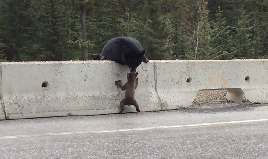 Мама-медведица спасает маленького медвежонка на оживленном шоссе - видео-2