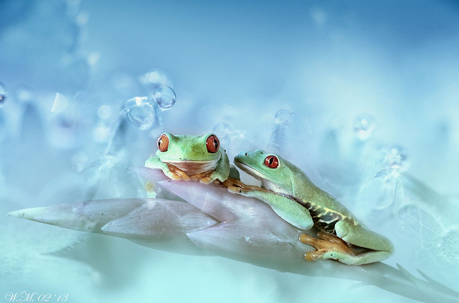 Яркие лягушки в макрофотографиях Вил Миер