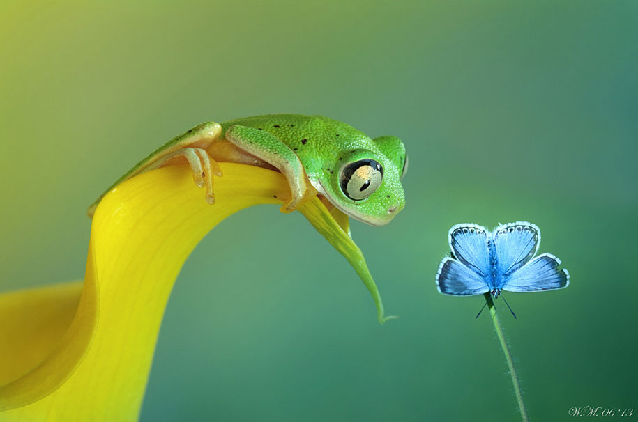 Яркие лягушки в макрофотографиях Вил Миер