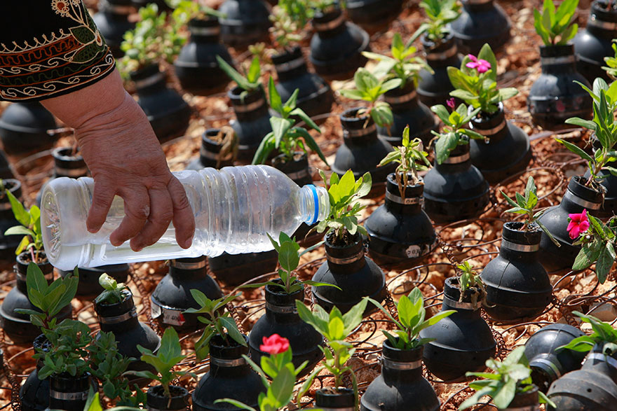 В Палестине выращивают цветы в болванках от гранат со слезоточивым газом-11