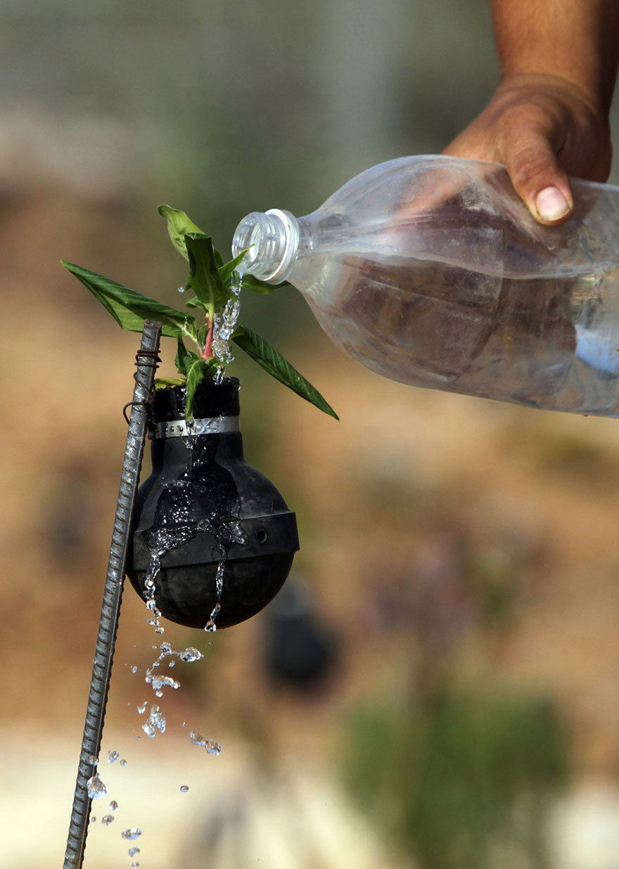 В Палестине выращивают цветы в болванках от гранат со слезоточивым газом-6