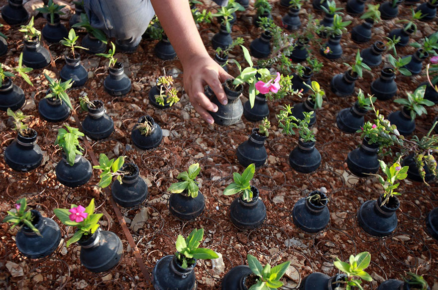 В Палестине выращивают цветы в болванках от гранат со слезоточивым газом-7