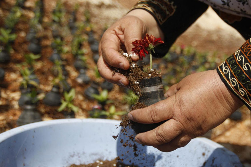 В Палестине выращивают цветы в болванках от гранат со слезоточивым газом-2