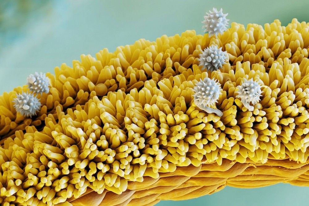 Цветы под микроскопом - миры внутри миров