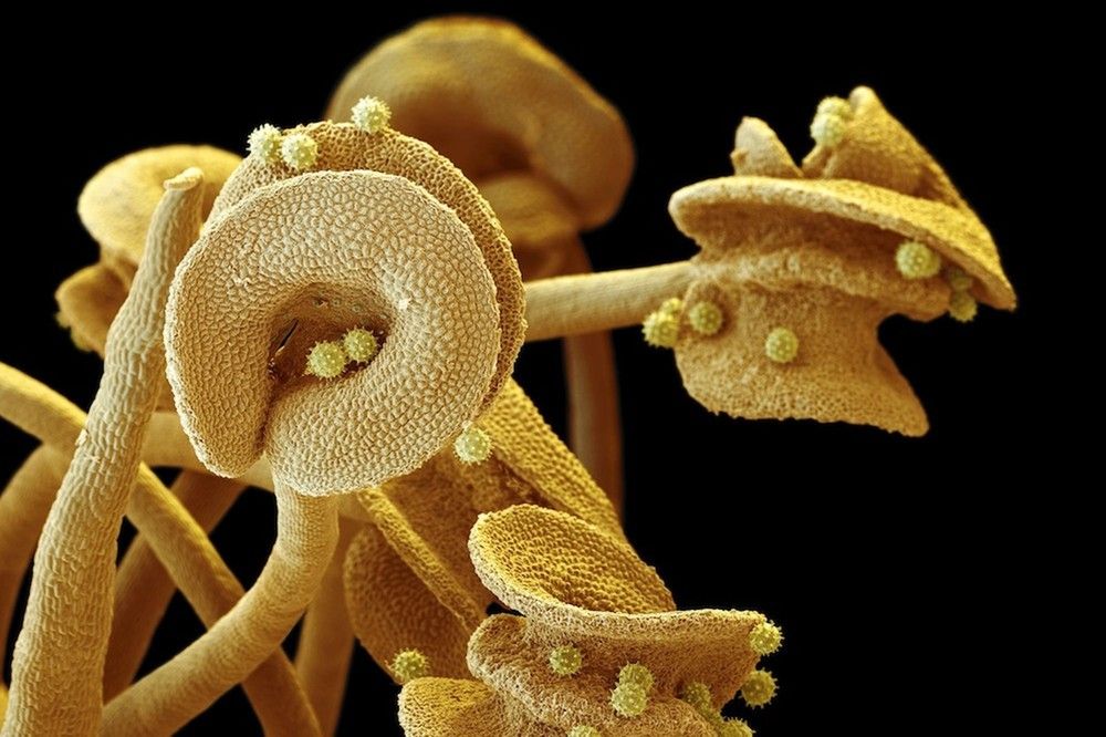 Цветы под микроскопом - миры внутри миров