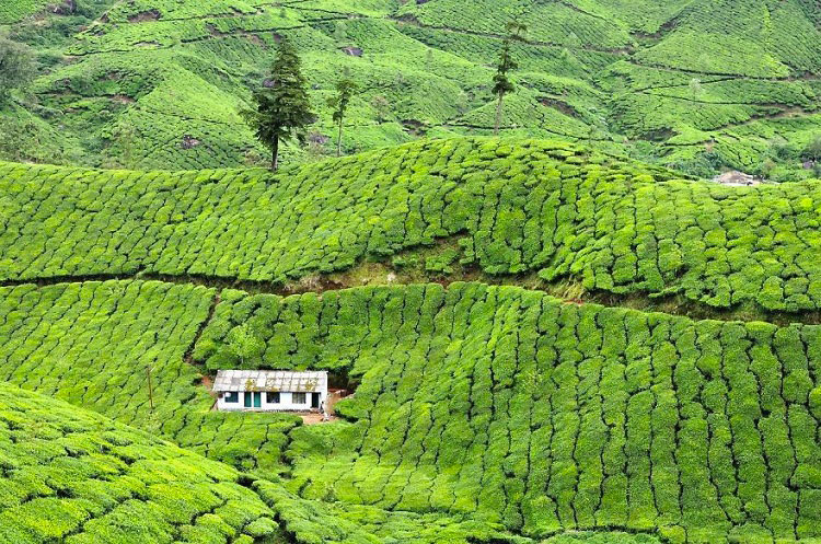 Дом на чайной плантации, Муннар, Индия