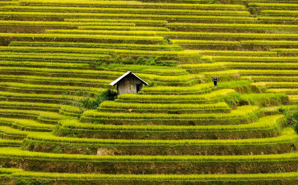 Рисовые террасы в Му Кан Чай, Вьетнам