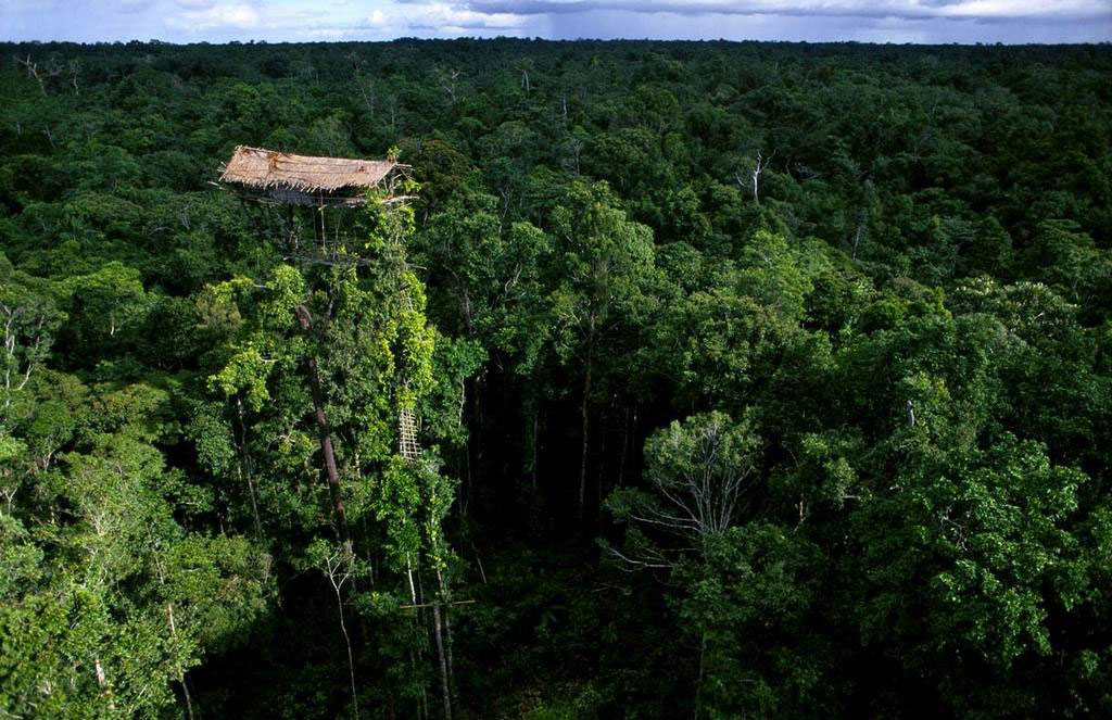 Дом племени Короваи на дереве, Папуа-Новая Гвинея
