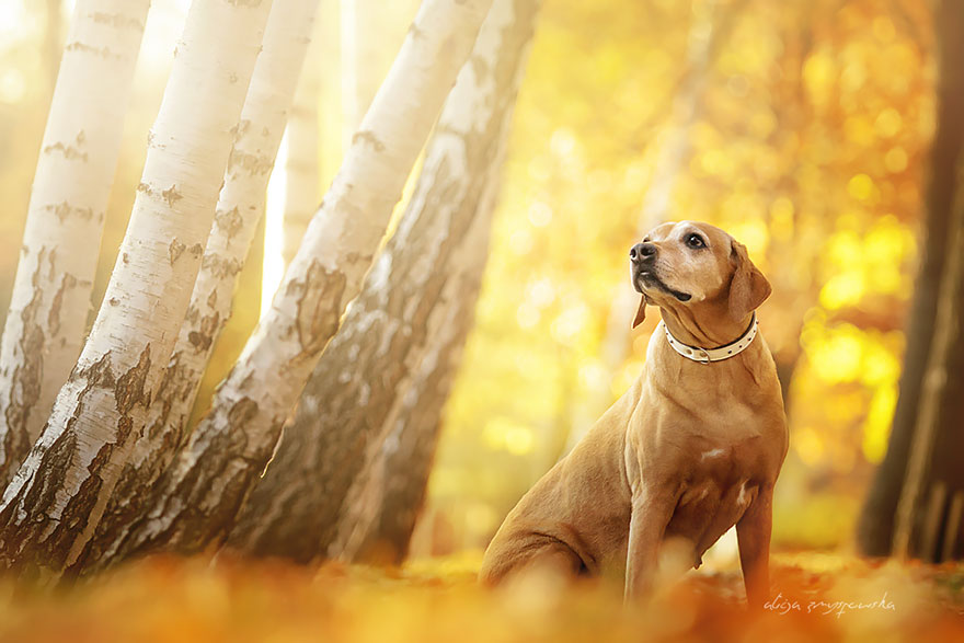 Когда фотограф любит собак - трогательные портреты от Алиции Змысловской-6