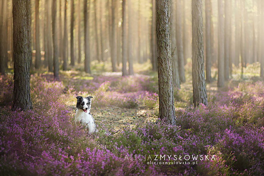 Когда фотограф любит собак - трогательные портреты от Алиции Змысловской-5