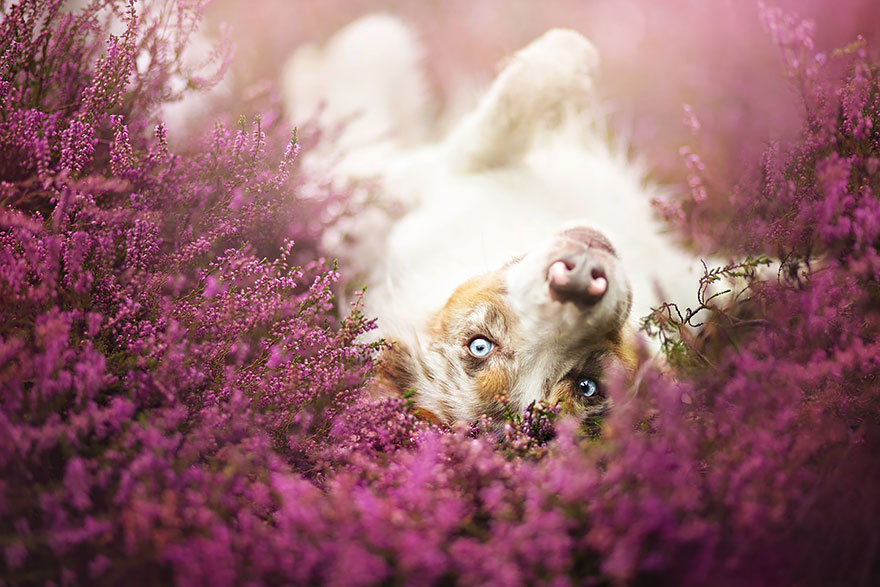 Когда фотограф любит собак - трогательные портреты от Алиции Змысловской-3