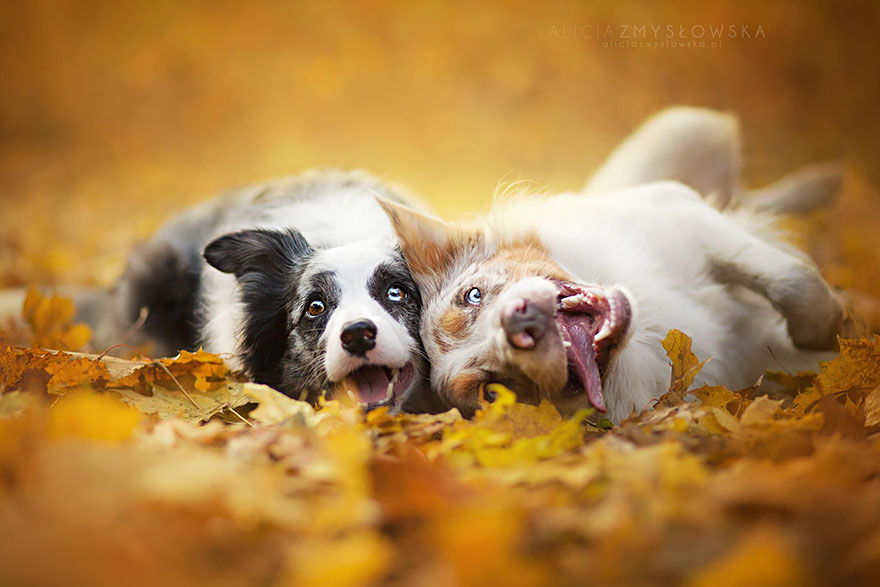 Когда фотограф любит собак - трогательные портреты от Алиции Змысловской-7