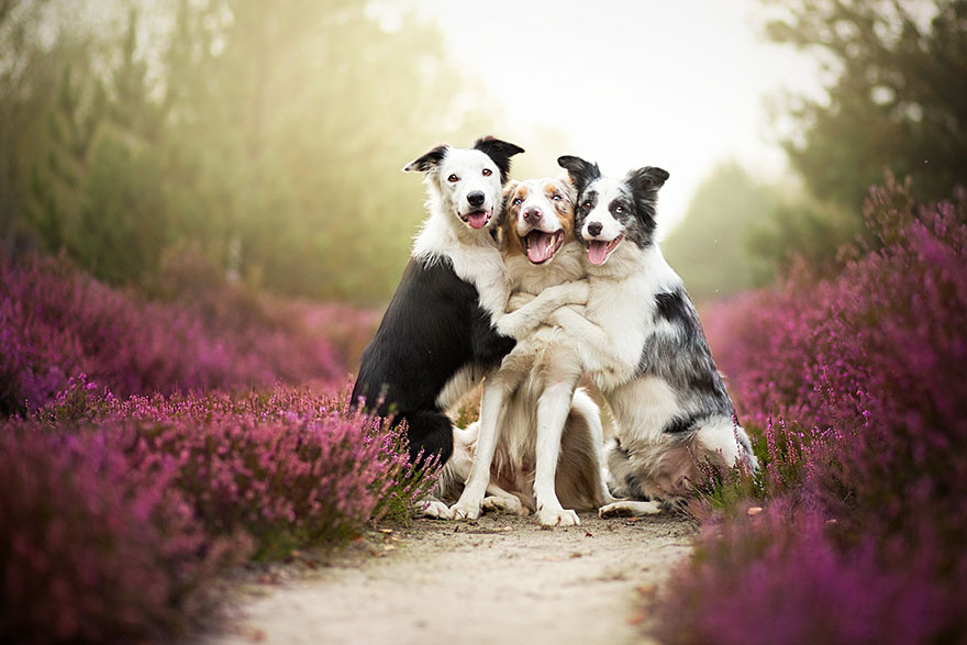 Когда фотограф любит собак - трогательные портреты от Алиции Змысловской