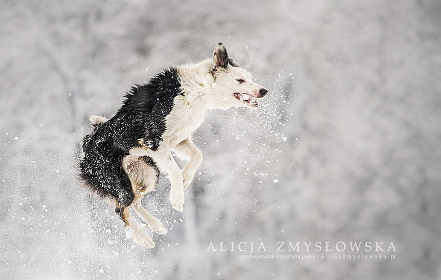 Когда фотограф любит собак - трогательные портреты от Алиции Змысловской