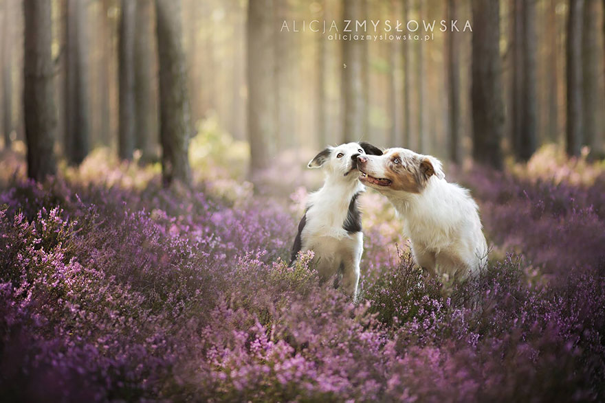 Когда фотограф любит собак - трогательные портреты от Алиции Змысловской-2