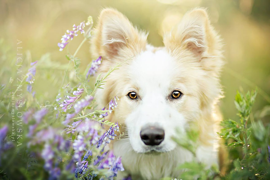 Когда фотограф любит собак - трогательные портреты от Алиции Змысловской-10