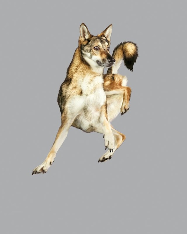 Фотографии собак в прыжке от Джулии Кристе