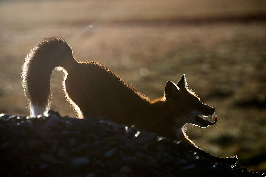 Фотоохота на лисиц за полярным кругом с Иваном Кисловым