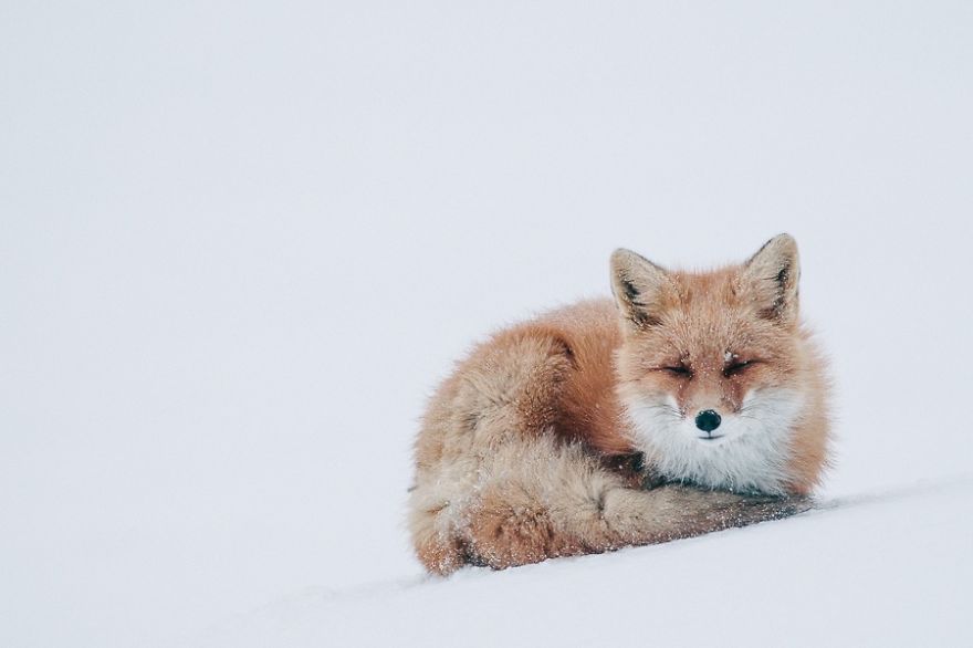 Фотоохота на лисиц за полярным кругом с Иваном Кисловым