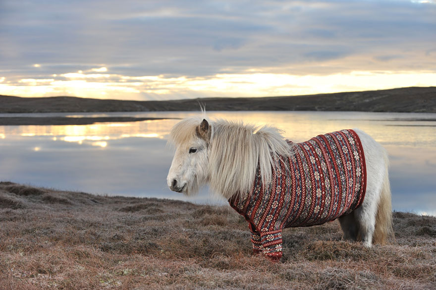 Шетландские пони в свитерах рекламируют Шотландию