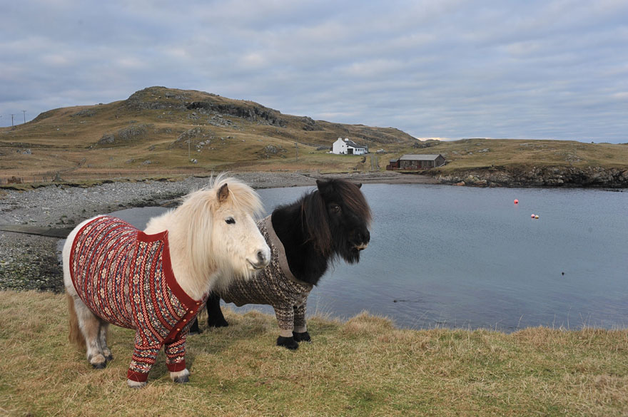 Шетландские пони в свитерах рекламируют Шотландию