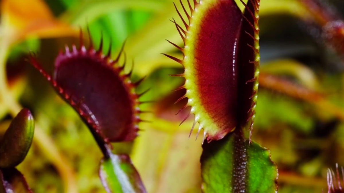 Как растения съедают насекомых - видео time-lapse