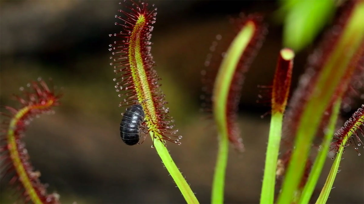 растения-хищники съедают насекомых - видео