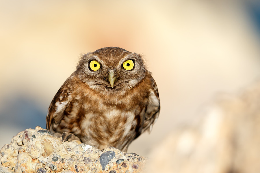 Самые мудрые и сердитые птицы в мире - совы (40 фото)