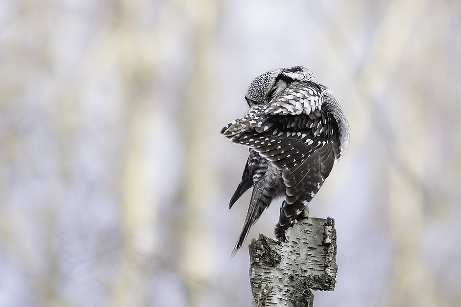 Самые мудрые и сердитые птицы в мире - совы (40 фото)