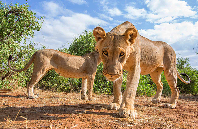 Львы Кении - фотографии и видео крупным планом