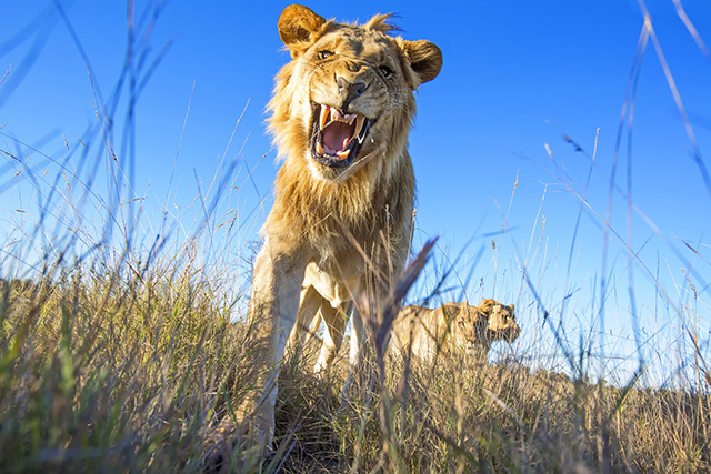 Львы Кении - фотографии и видео крупным планом