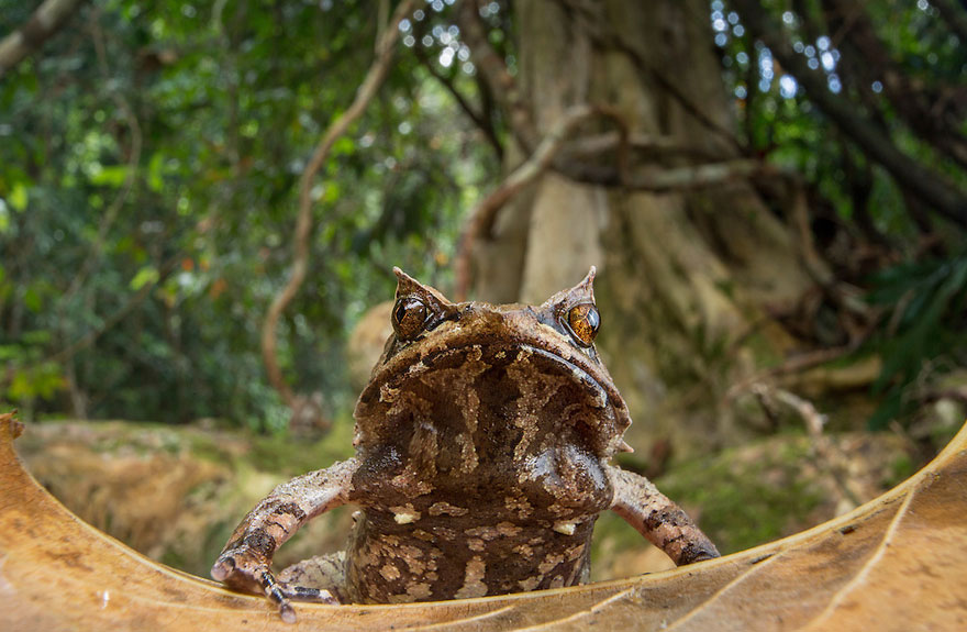 Фотографии редчайших лягушек в мире-3