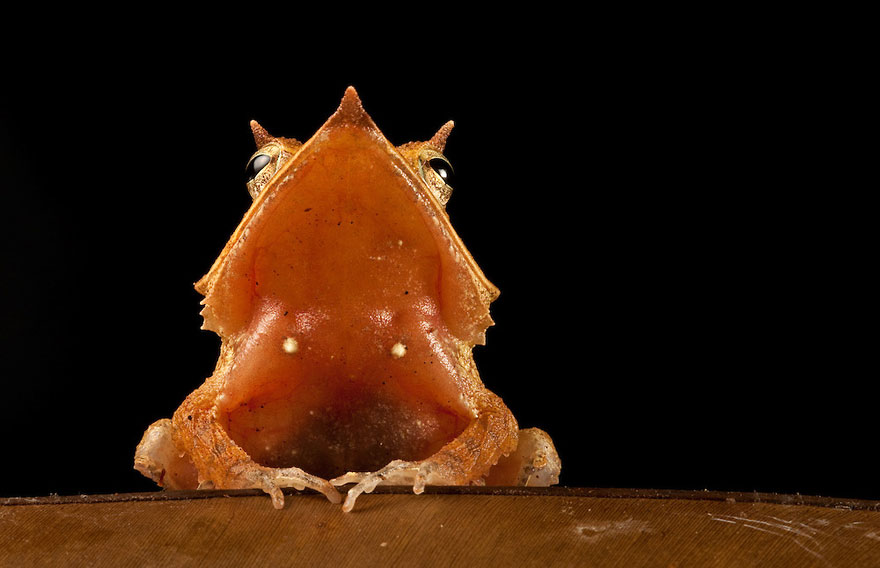 Фотографии редчайших лягушек в мире-1