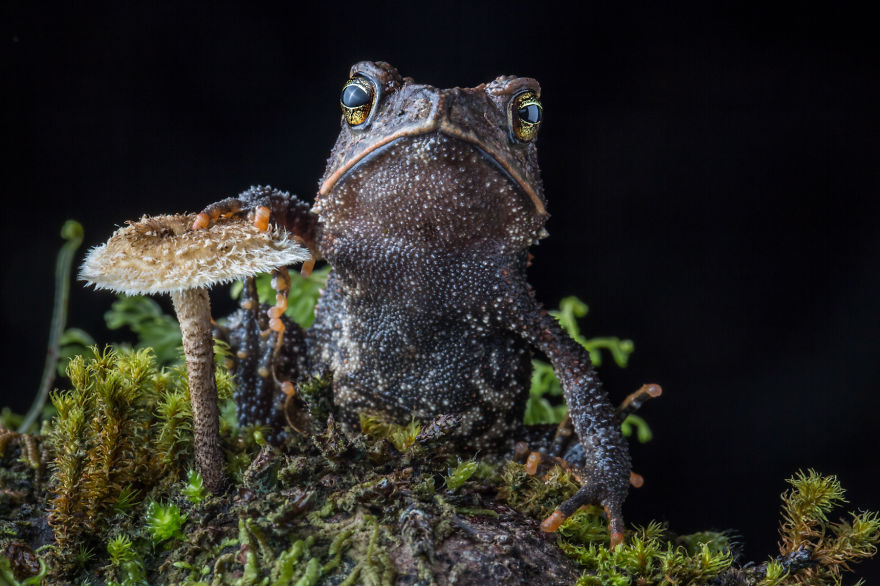 Фотографии редчайших лягушек в мире