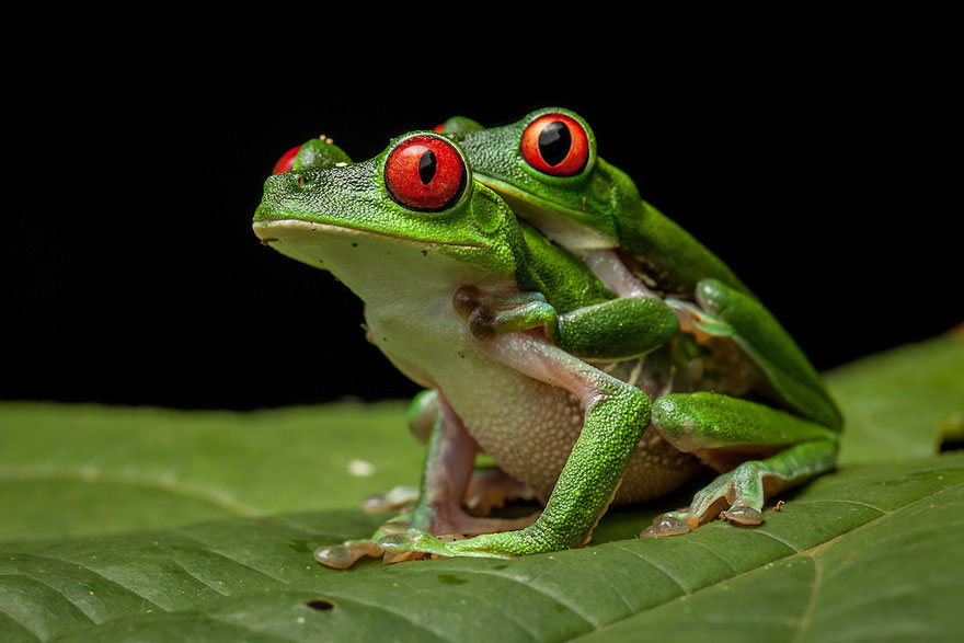 Фотографии редчайших лягушек в мире-6