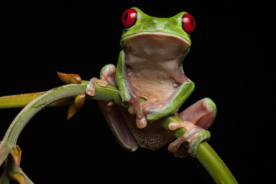 Фотографии редчайших лягушек в мире-4