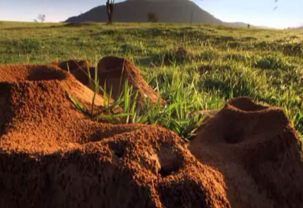 Учёные раскопали колоссальный подземный город муравьёв - видео-01