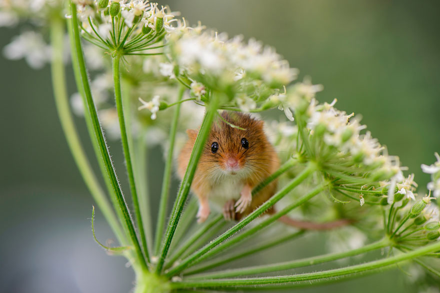 Крошечное очарование - 28 фотографий мышей в природе