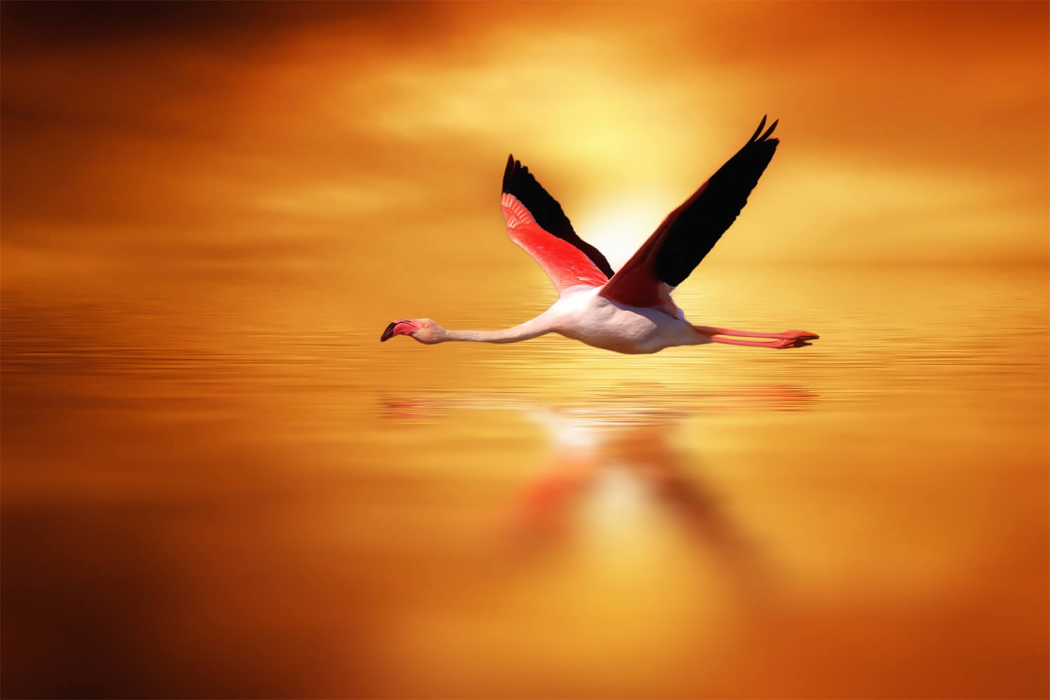 Полёт к Солнцу: птицы в фотографиях Хосепа Сумалла