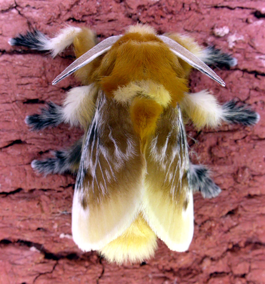 Бабочка мегалопигида или фланелевая моль-2