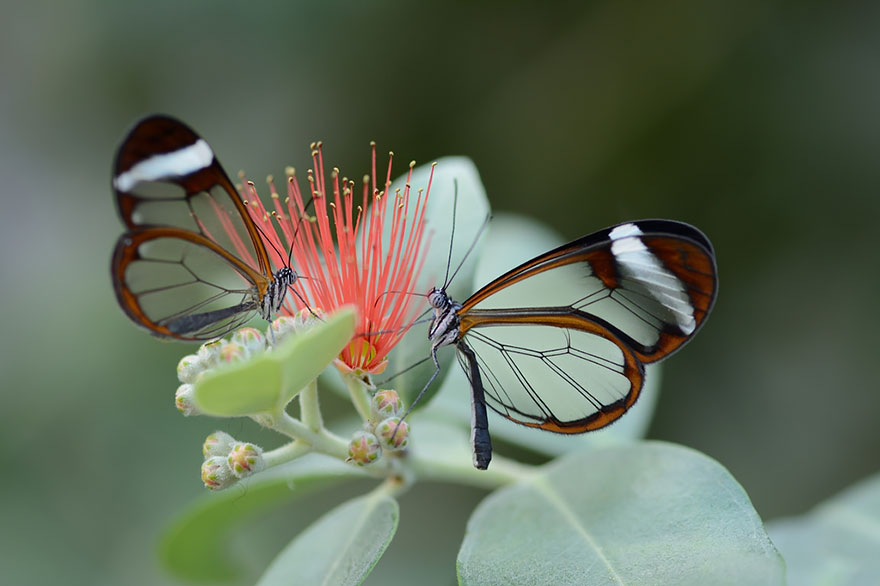 Стеклянная бабочка Грета Ото-2