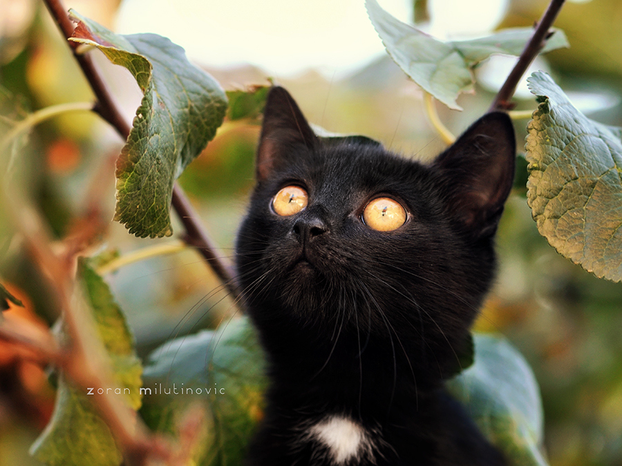 Разносчицы удачи - загадочные чёрные кошки 45 фотографий