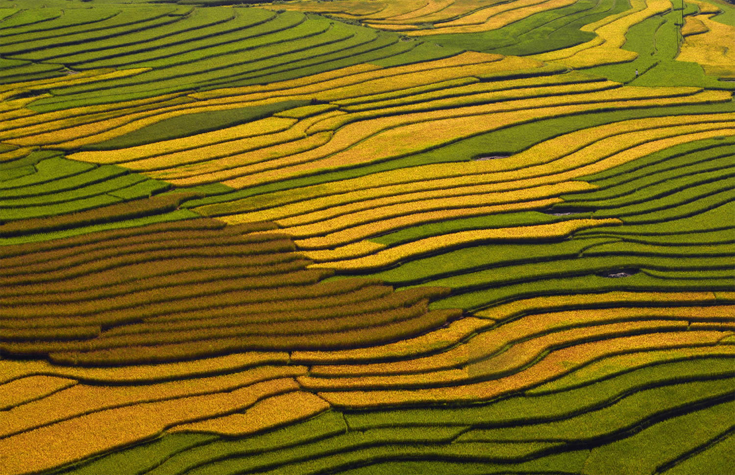 Великолепные рисовые террасы Вьетнама  10