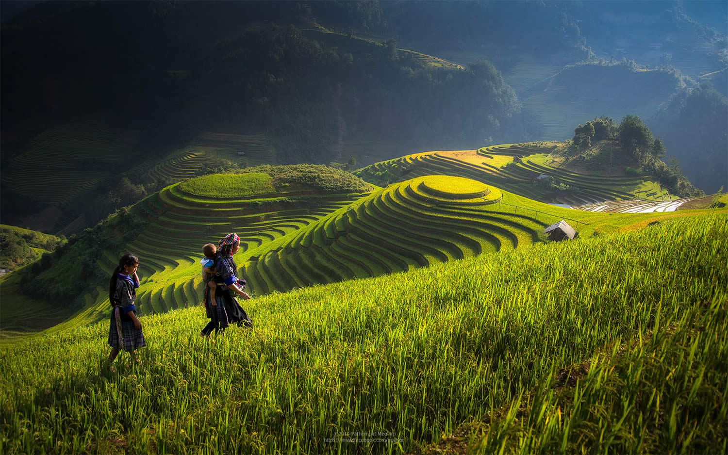 Великолепные рисовые террасы Вьетнама  11