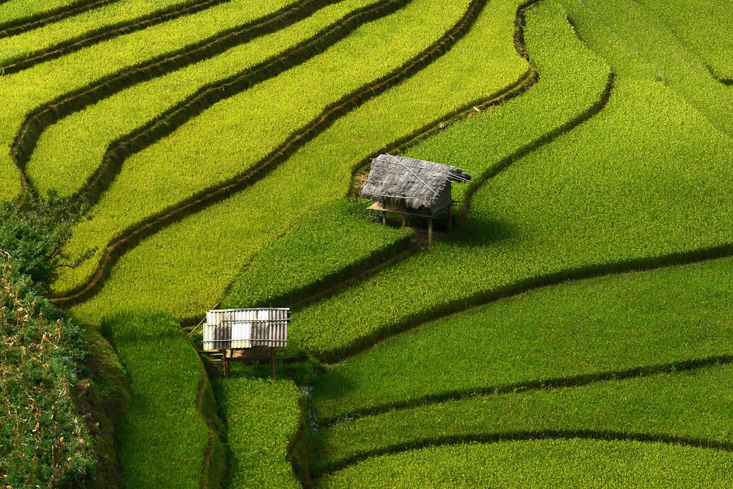 Великолепные рисовые террасы Вьетнама  5