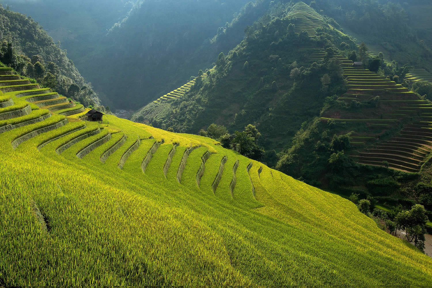 Великолепные рисовые террасы Вьетнама  6