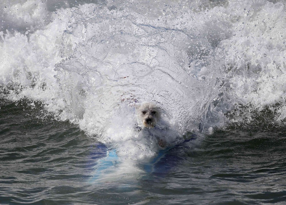 Соревнование собак-сёрфингистов «Surf City Surf Dog» - фоторепортаж - 1